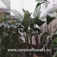 Стрелиция Николай 180-200 см DZ202 купить в Москве