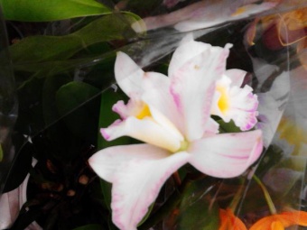 Орхидея каттлея бело-розовая