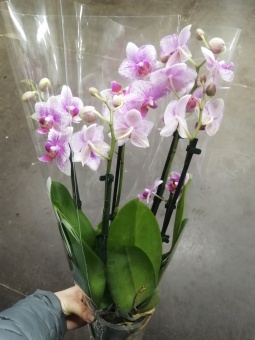 Фаленопсис Литтл Роттердам орхидея О423 купить в Москве