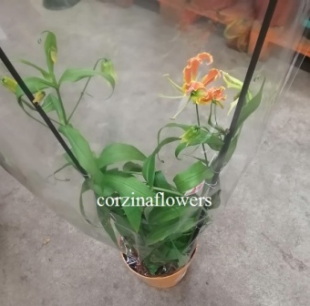 Глориоза оранжевая 21 80 https://corzinaflowers.ru/catalog/komnatnye_rasteniya_i_tsvety/3833/
