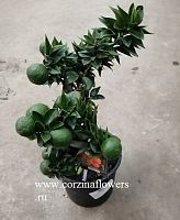 Цитрус Чинотто Мандарин Миртолистный KR1088 купить в Москве