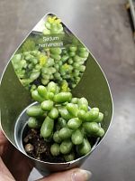 Седум (очиток) Хернандеса суккулент KR2892 купить в Москве
