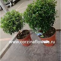 Мирт обыкновенный штамб 25-30 см KR654 купить в Москве