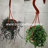 Сенецио Херреанус подвесной суккулент KR57 купить в Москве