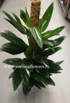 Филодендрон Кобра на опоре 19 80 https://corzinaflowers.ru/catalog/komnatnye_rasteniya_i_tsvety/dekorativno_listvennye_rasteniya/2576/