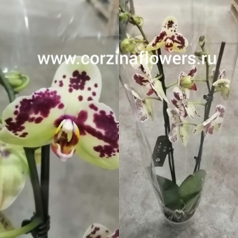 Орхидея Фаленопсис Анета https://corzinaflowers.ru/catalog/komnatnye_rasteniya_i_tsvety/1636/