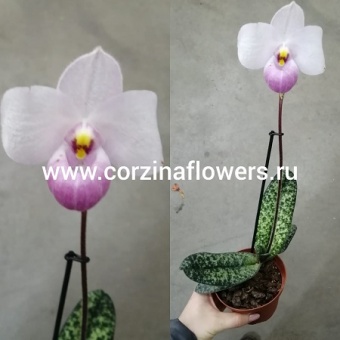 Пафиопедилум Деленати 12 https://corzinaflowers.ru/catalog/komnatnye_rasteniya_i_tsvety/2810/
