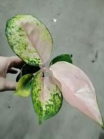 Аглаонема Ред Драгон KR3025 купить в Москве