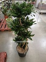 Драцена фрагранс Компакта разветвленная 120-140 см KR1225 купить в Москве