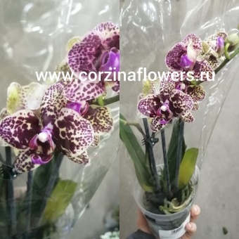 Орхидея фаленопсис гибрид 184 https://corzinaflowers.ru/catalog/komnatnye_rasteniya_i_tsvety/2801/
