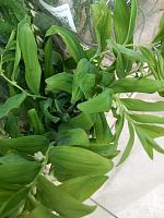 Полигонатум букет SR1291 купить в Москве