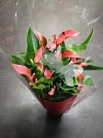 Антуриум Триллион флауэрс DZ702 купить в Москве