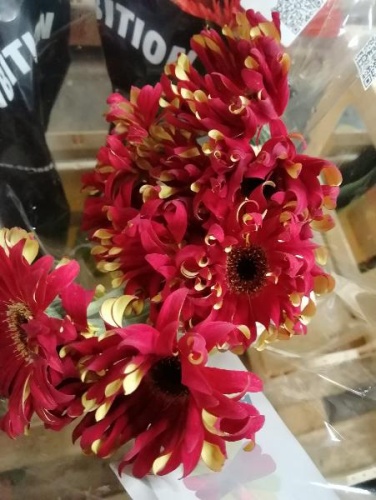 Гербера Пастини Парма срезка SR675 Гербера Пастини Парма срезка SR675 купить в Москве