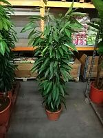 Фикус биннедика Амстел Кинг на решетке 150-160см KR2542 купить в Москве
