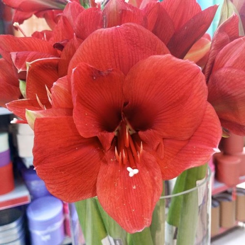 Букет красных амарилисов Феррари 3 шт SR148 купить в Москве фото 3