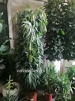 Фикус Циастипула на решетке 200-250см KR1613 купить в Москве