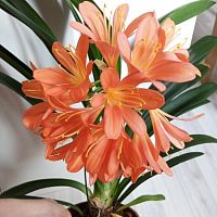 Кливия Стронг Оранж DZ801 купить в Москве