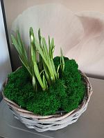 7 луковичных подснежников в серой корзине KM1100 купить в Москве