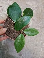 Хойя Тимор DZ1014 купить в Москве