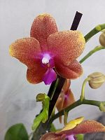 Фаленопсис Болгари орхидея О1118 купить в Москве
