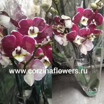 Орхидея Фаленопсис Пионер 12 2 ст https://corzinaflowers.ru/catalog/komnatnye_rasteniya_i_tsvety/1499/
