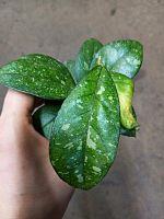 Хойя Калистофилла Сабах в горшке DZ1011 купить в Москве