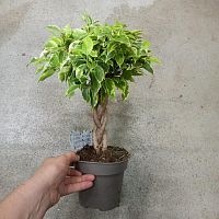 Фикус бенджамина Кинки переплетенный 25-30см KR3507 купить в Москве