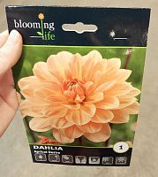 Георгина декоративная Априкот Дезаер клубни L800 купить в Москве