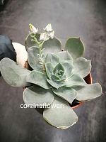 Эхеверия Трампет суккулент KR2469 купить в Москве