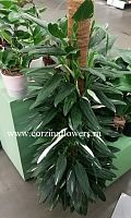 Кордилина Кобра 100-125 см KR1076 купить в Москве