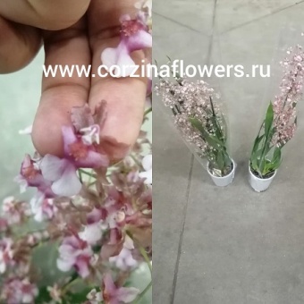 Орхидея Онцидиум Роси Сансет 12 https://corzinaflowers.ru/catalog/komnatnye_rasteniya_i_tsvety/1321/