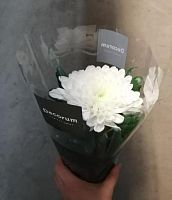 Хризантема Белая одноголовая в горшке OG1519 купить в Москве