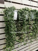 Хедера хеликс Ева 80-100 см подвесная KR490 купить в Москве