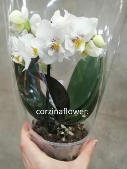Фаленопсис гибрид орхидея 12 1 цв