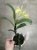 Каттлея Рене (Эпикаттлея Маркиз Рене) орхидея 12см