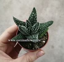 Хавортия Маргаритифера суккулент KR1174 купить в Москве