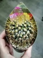 Маммиллярия Десипиенс кактус KR3108 купить в Москве