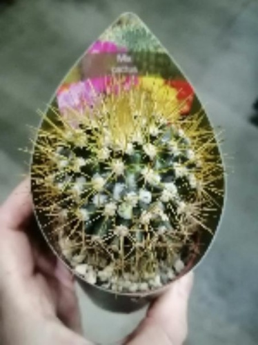 Маммиллярия Десипиенс кактус KR3108 купить в Москве