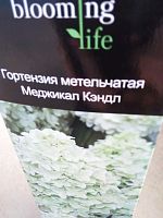 Гортензия Мэджикал Кэндл саженец OG1570 купить в Москве