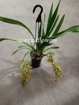 Орхидея Цимбидиум Каскад грин 2-3 цв подвесной О414 купить в Москве