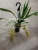 Орхидея Цимбидиум Каскад грин 2-3 цв подвесной О414 купить в Москве