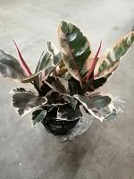 Фикус Эластика Белиз 3 ст 50-60 см KR2704 купить в Москве