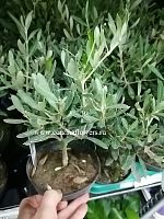 Олива европейская (Olea europaea) 20–25 см KR456 купить в Москве