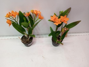 Каттлея Голден Бой орхидея оранжевая 9см