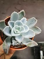 Эхеверия Орпет суккулент KR2365 купить в Москве