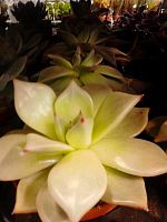 Эхеверия Сириус суккулент KR629 купить в Москве