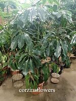 Шеффлера Амате  200-220см KR2265 купить в Москве