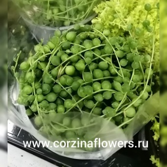 Сенецио Роулеанус https://corzinaflowers.ru/catalog/komnatnye_rasteniya_i_tsvety/242/