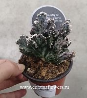 Кактус Монвиллея Спегаццини Кристата KR109 купить в Москве