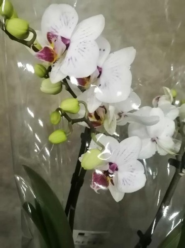 Фаленопсис Гойя орхидея О497 купить в Москве